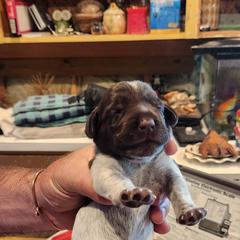 Deutsch-Drahthaar Puppies from vom Cornerstone