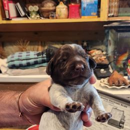Deutsch-Drahthaar Puppies from vom Cornerstone