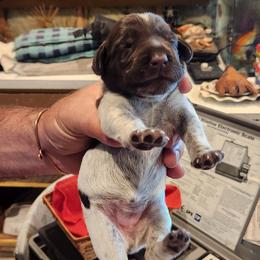Deutsch-Drahthaar Puppies from vom Cornerstone