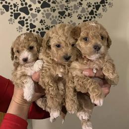 Maltipoos and Poodles from House of Angiel's