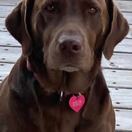 Labrador Retrievers from Hollywood Farm Labrador Retrievers