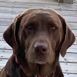 Labrador Retrievers from Hollywood Farm Labrador Retrievers