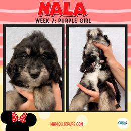 Nala (Purple) - female Golden Mountain Doodle puppy in Boiling Springs, South Carolina from OlliePups, LLC