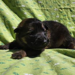 Diesel - Sable male German Shepherd puppy in Los Lunas, New Mexico from Mali's German Shepherds LLC