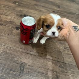 Tiny girl - Blenheim female Cavalier King Charles Spaniel puppy in Merigold, Mississippi from C & C Doodles and Poodles