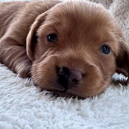 Thor - Red male Dachshund puppy in Afton, Oklahoma from C5 Doodles