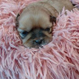 Shih Tzu puppies from Reed Ranch Shih-tzus