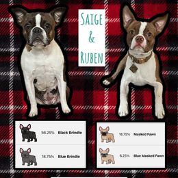 Boston Terrier puppies from Wentzel Family Frenchtons