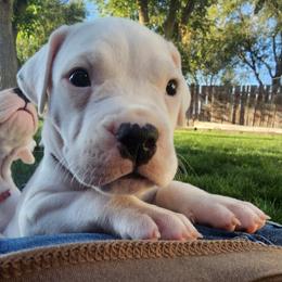 Doc - White male Dogo Argentino puppy in Bear River City, Utah from Valkka Kennels