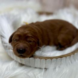 Yellow Female - Apricot female Goldendoodle puppy in Great Falls, Montana from Montana Goldendoodles