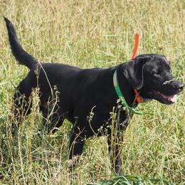 Male Pick 6 - Black male Labrador Retriever puppy in Berlin Township, Michigan from Fritz Pointing Labs