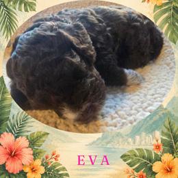 Girl 2 - Brown female Lagotto Romagnolo puppy in Salida, California from Harper's Lagotti