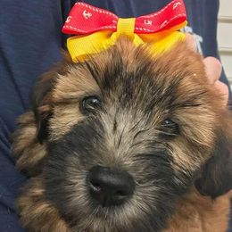 Soft Coated Wheaten Terrier Puppies from Wagging Wheatens