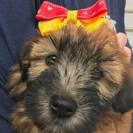 Soft Coated Wheaten Terrier Puppies from Wagging Wheatens