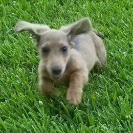 Titan - Fawn (isabella) and tan male Dachshund puppy in Vacaville, California from SchmooterBabies