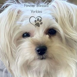 Chloe - Yorkshire Terrier