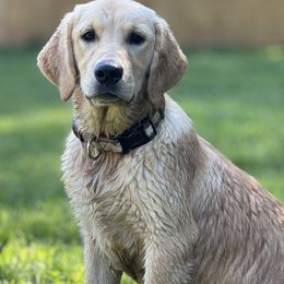 Sadie - Dark golden female Golden Retriever puppy in Ringgold, Georgia from Southern Belle's Puppies