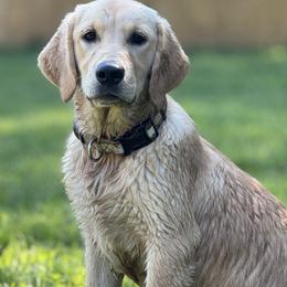 Sadie - Dark golden female Golden Retriever puppy in Ringgold, Georgia from Southern Belle's Puppies