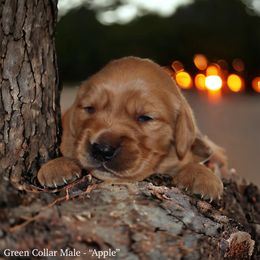 Golden Retriever Puppies from Studley Hill Goldens, LLC.