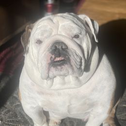 Cardi - Bulldog