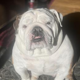 Cardi - Bulldog