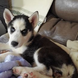 Siberian Husky Puppies from Blevins Hill Top Huskies