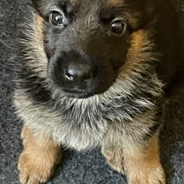 German Shepherds from Hidden Brook GSD
