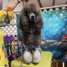 Mora - Poodle