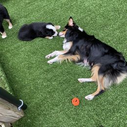Miniature American Shepherd Puppies from Harbor View Mini American Shepherds