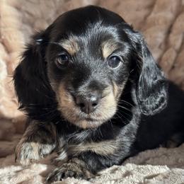 Cloud - Brindle male Dachshund puppy in Fieldbrook, California from Honeydox Miniature Dachshunds