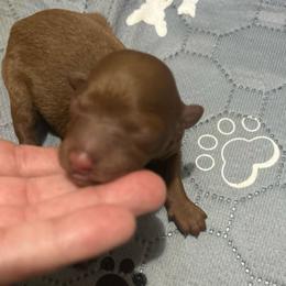 Lila - Red  female Goldendoodle puppy in Centralia, Missouri from Oodles Of Doodles Mo.