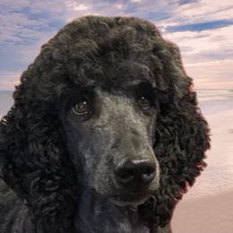 Poodles from Seaview Standard Poodles