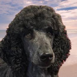 Poodles from Seaview Standard Poodles