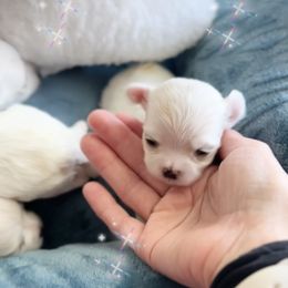 Jagger - White male Maltese puppy in Mc Kinney, Texas from Made to Love Maltese LLC