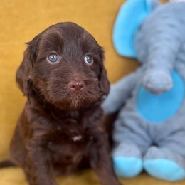 Dame - Chocolate female Goldendoodle puppy in Brooklyn, New York from Doodle of NY