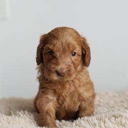 Purple - Caramel female Australian Labradoodle puppy in Williamstown, New York from Lewis Manor Labradoodles