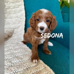 Sedona - Red  female Goldendoodle puppy in Glendale, Arizona from Follow Your Bliss Doodles