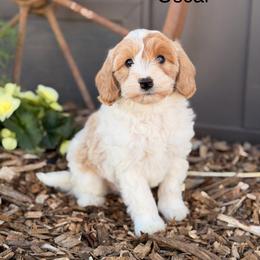 Oscar - Apricot male Goldendoodle puppy in Oxford, Pennsylvania from FriendlyPals