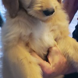 Goldendoodles and Poodles from Poodles 2 Doodles