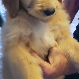 Goldendoodles and Poodles from Poodles 2 Doodles