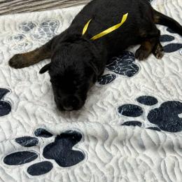 Luna yellow - Black and red female German Shepherd puppy in Herrick, South Dakota from Dakota Shepherds Kennels