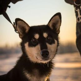 Spock - Alaskan Husky