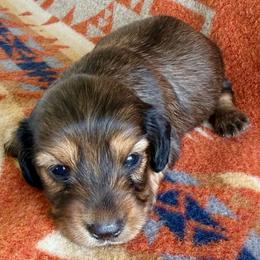 Girl 1 - Chocolate and tan female Dachshund puppy in Okeechobee, Florida from HotShot Kennels