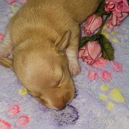 Butter - Dapple female Dachshund puppy in Bergen, New York from T. Rex Doxies & Friends