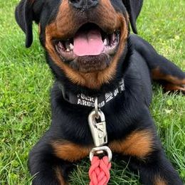 Rottweilers from Cheaha Mt. Rottweilers