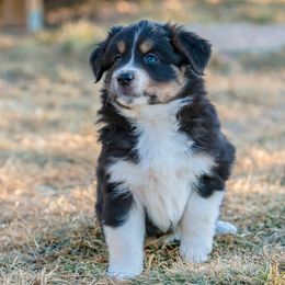 Australian Shepherd and Miniature Australian Shepherd Puppies from Black Hills Aussies