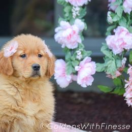 Golden Retriever and Siberian Husky Puppies from HuskiesAndGoldensWithFinesse
