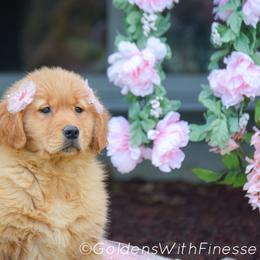 Golden Retriever and Siberian Husky Puppies from HuskiesAndGoldensWithFinesse