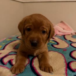 Mulberry - Yellow male Labrador Retriever puppy in North Chesterfield, Virginia from Lake Crystal Farms Labradors