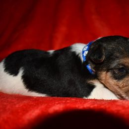 Oscar - White black and tan male Wire Fox Terrier puppy in Draper, Virginia from Shady Oaks WFT
